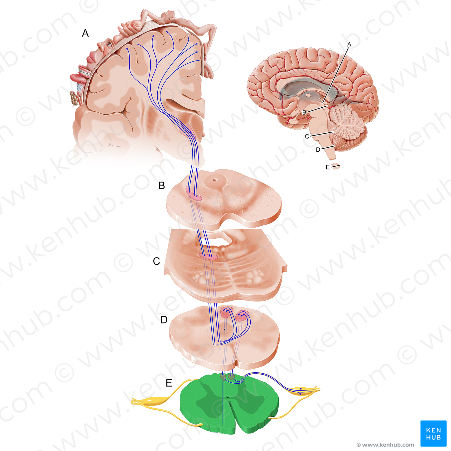 Spinal cord (#19265)