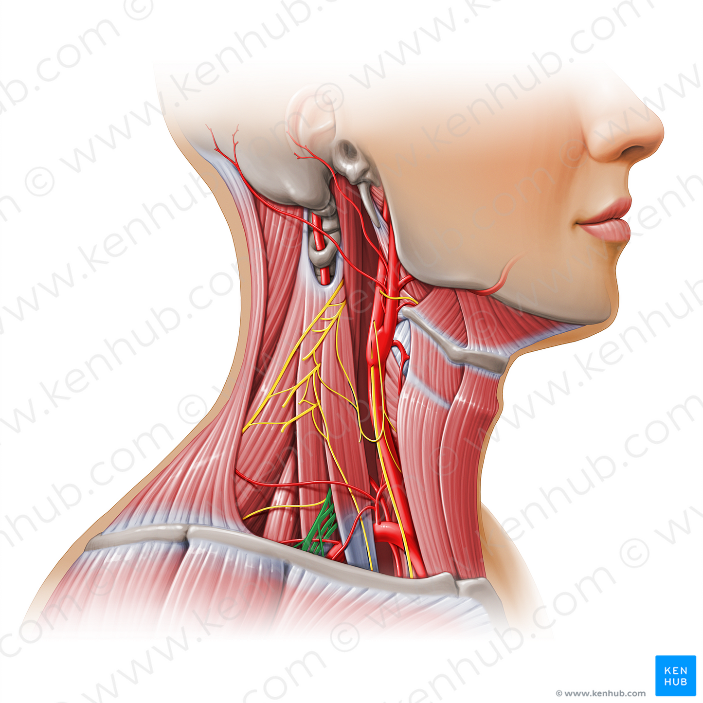 Brachial plexus (#11130)