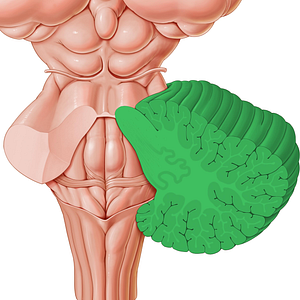 Cerebellum (#2570)