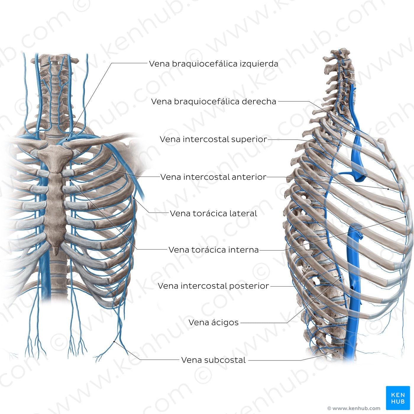 Veins of the thoracic wall (Spanish)