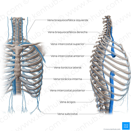 Veins of the thoracic wall (Spanish)