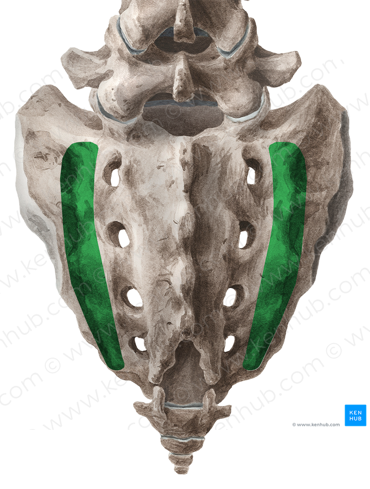Lateral sacral crest (#3127)