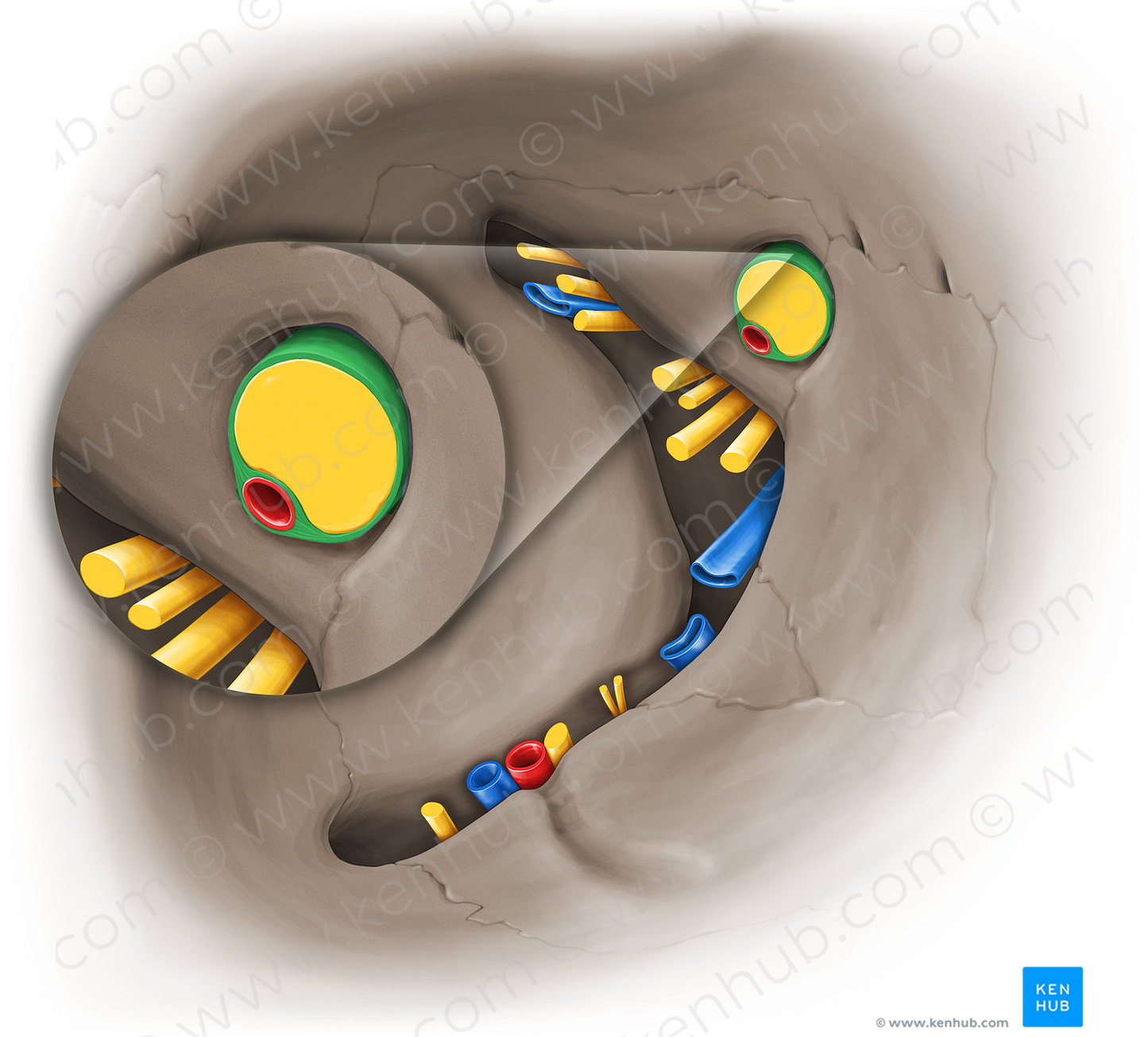 Sheath of optic nerve (#14105)