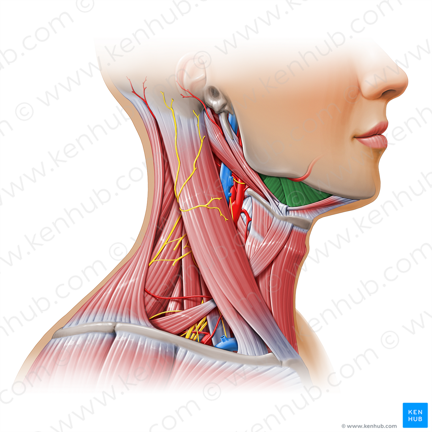 Submandibular triangle (#17935)