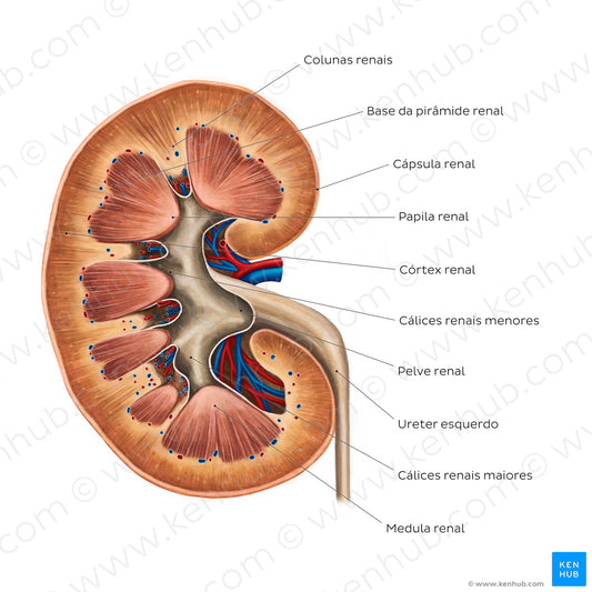 Kidney structure (Portuguese)