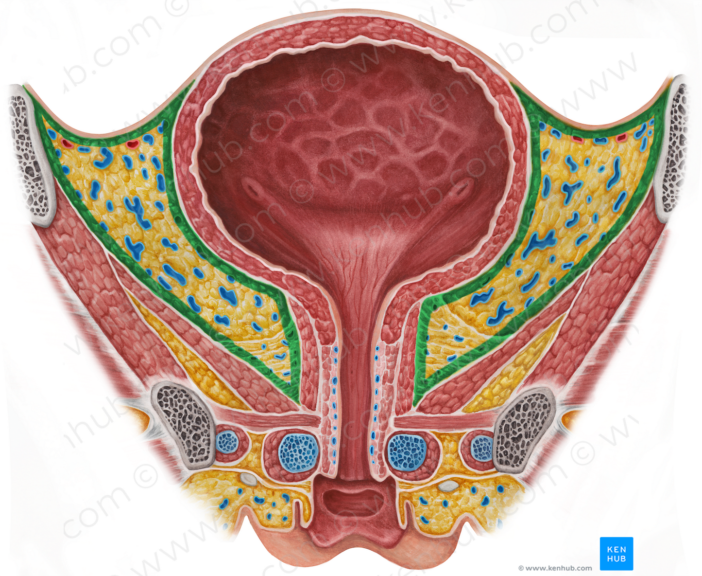 Infraperitoneal space (#9080)