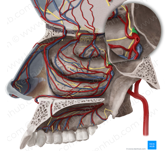 Pterygopalatine ganglion (#4003)