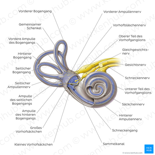 Membranous labyrinth (German)