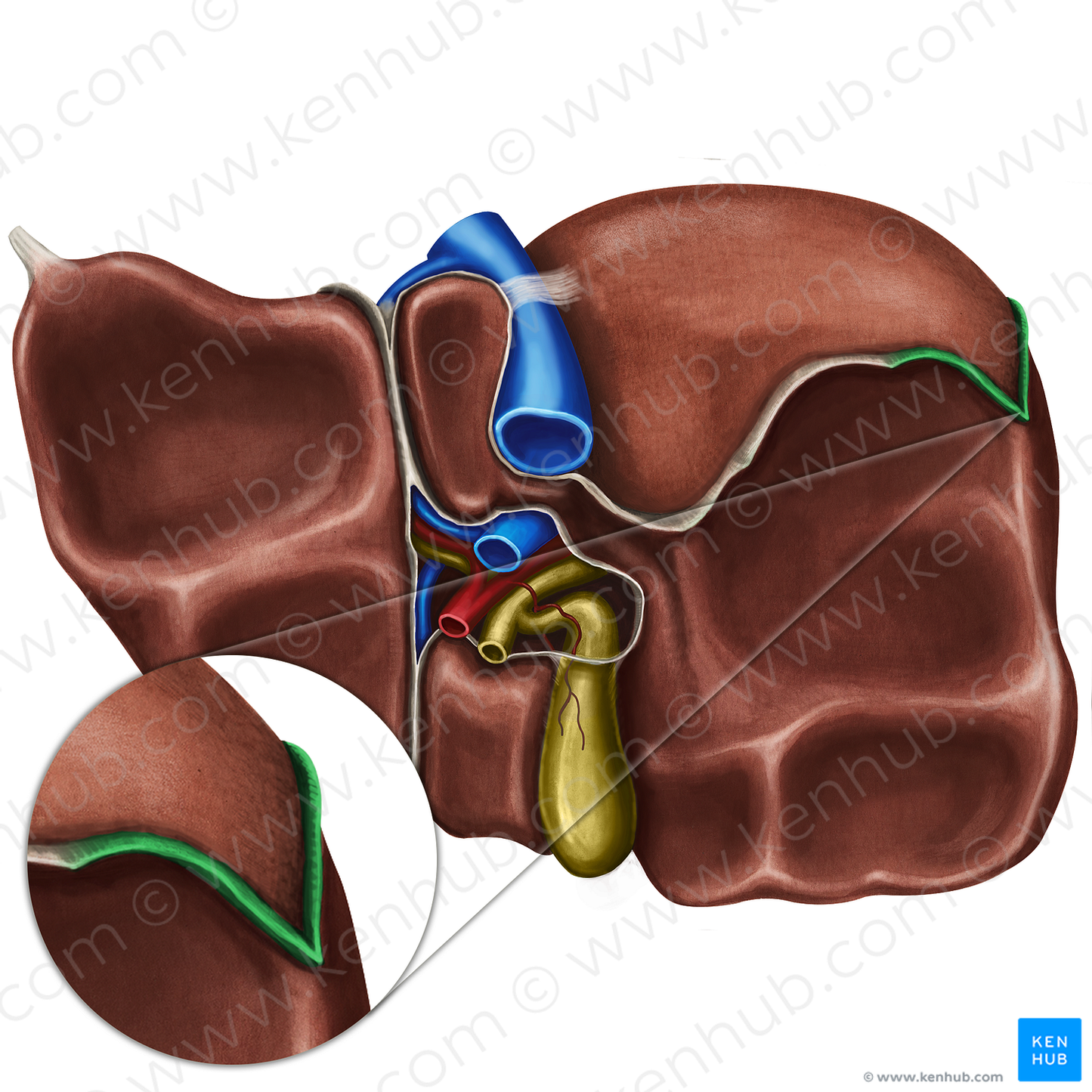 Right triangular ligament of liver (#18438)