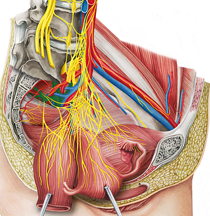 Sacral plexus (#8039)