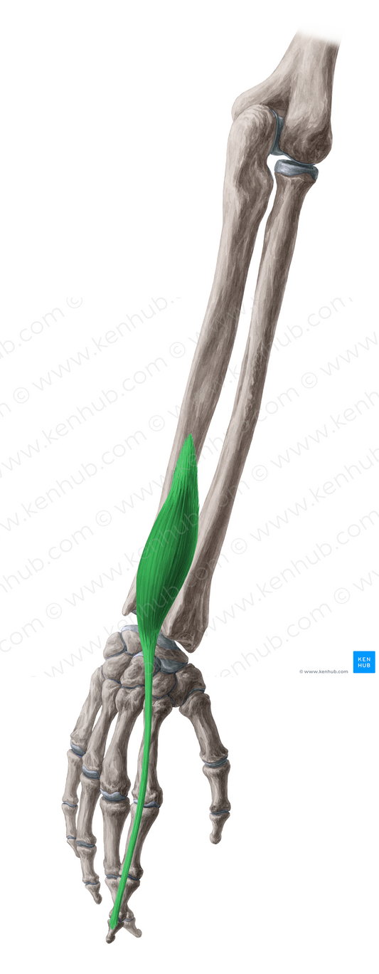 Extensor indicis muscle (#5338)