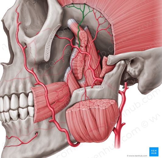 Anterior deep temporal artery (#1893)