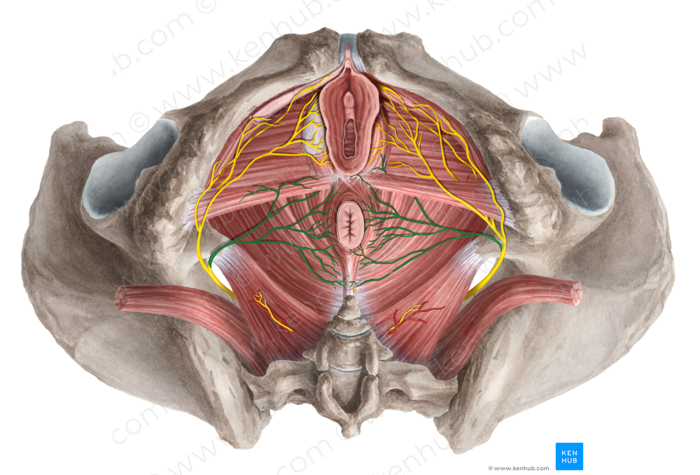 Inferior anal nerve (#6194)