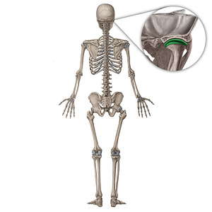 Temporomandibular joint (#19971)