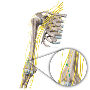 Posterior antebrachial cutaneous nerve (#21669)