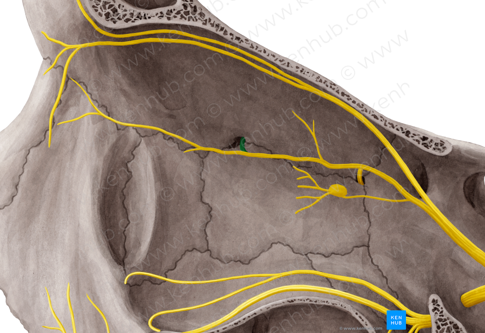 Anterior ethmoidal nerve (#6393)