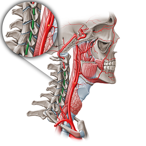 Cervical part of vertebral artery (V2) (#19553)