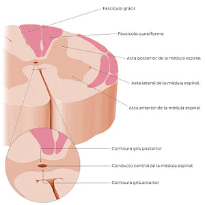 Spinal cord: Cross section (Internal morphology) (Spanish)