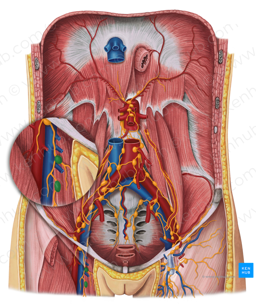 Deep inguinal lymph nodes (#7031)
