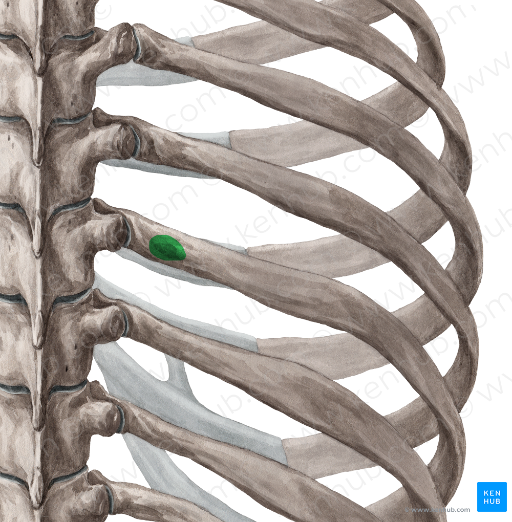 Tubercle of rib (#9719)