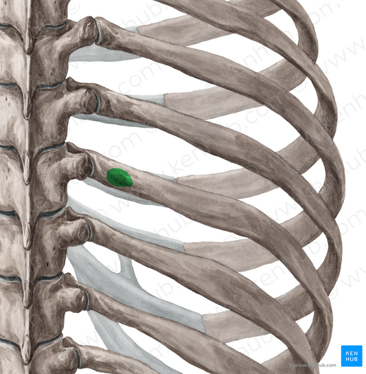 Tubercle of rib (#9719)