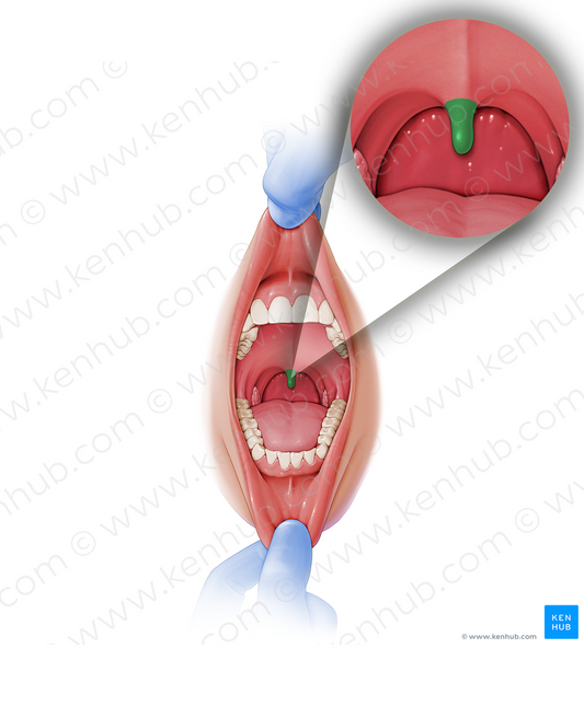 Uvula of palate (#9874)