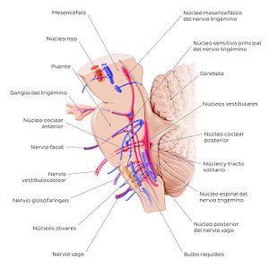 Cranial nerve nuclei - sagittal view (afferent) (Spanish)