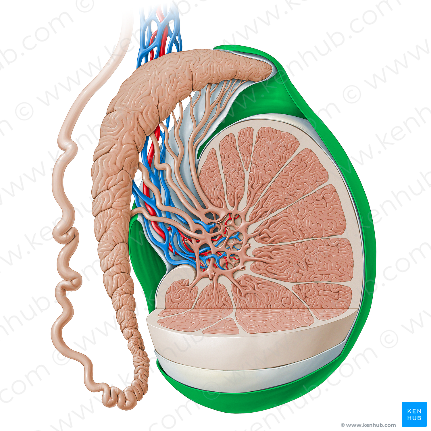 Parietal layer of tunica vaginalis testis (#13519)