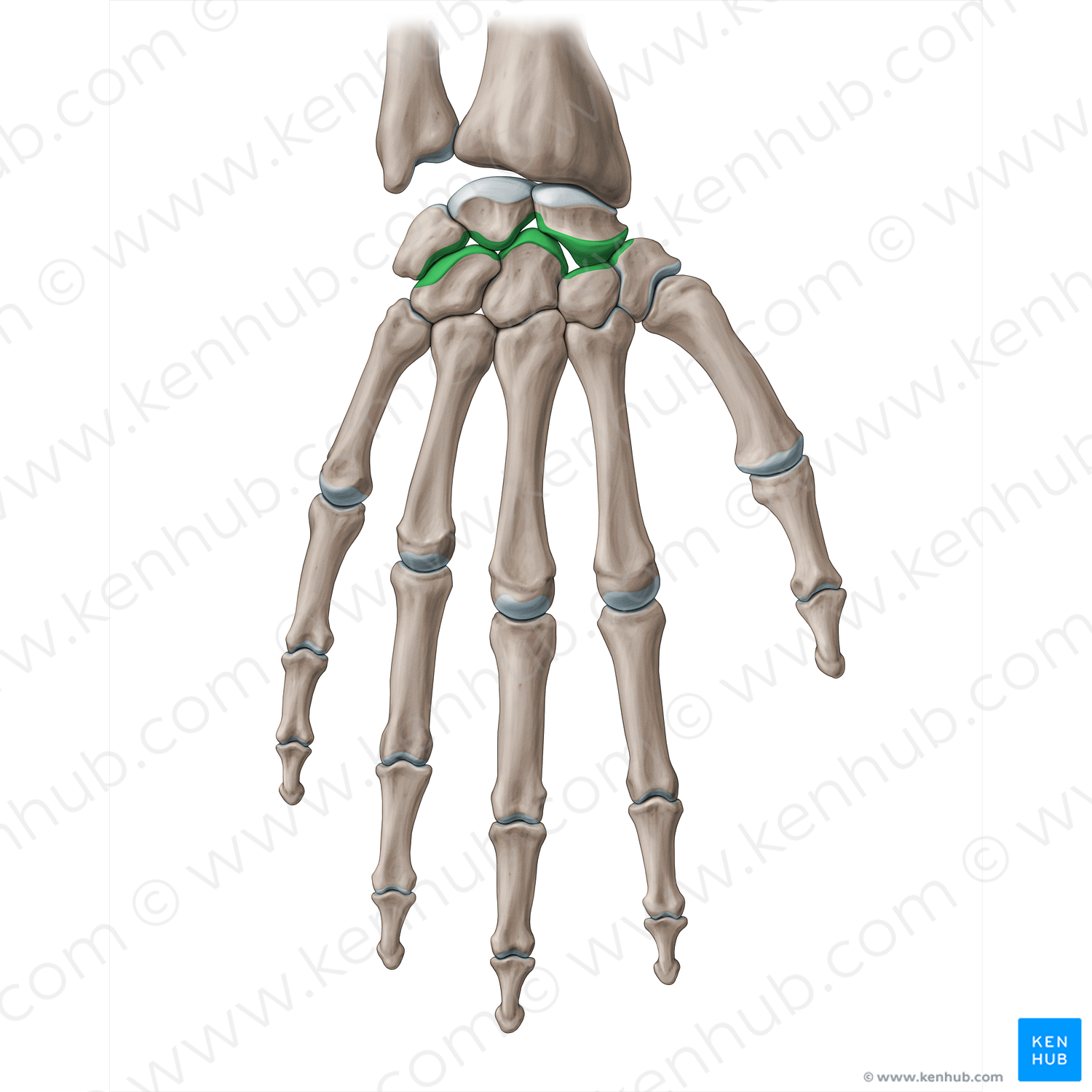 Midcarpal joint (#20098)