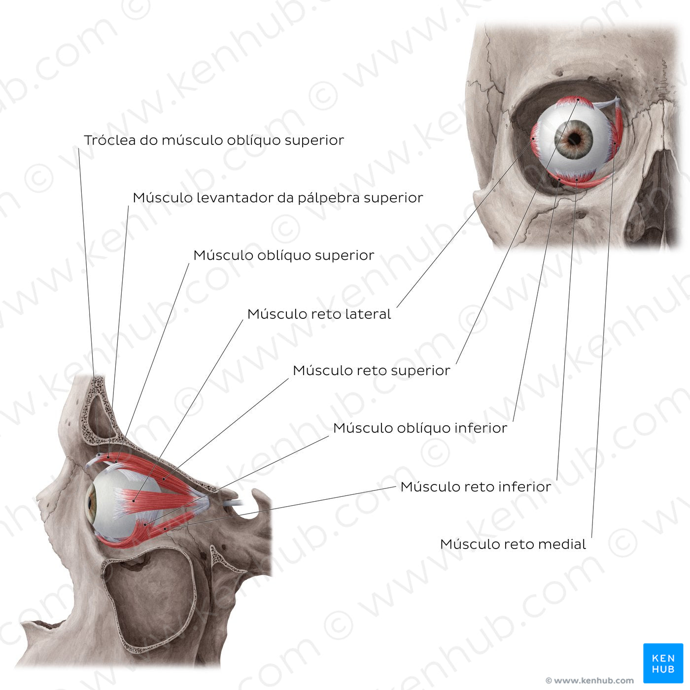 Muscles of the orbit (Portuguese)