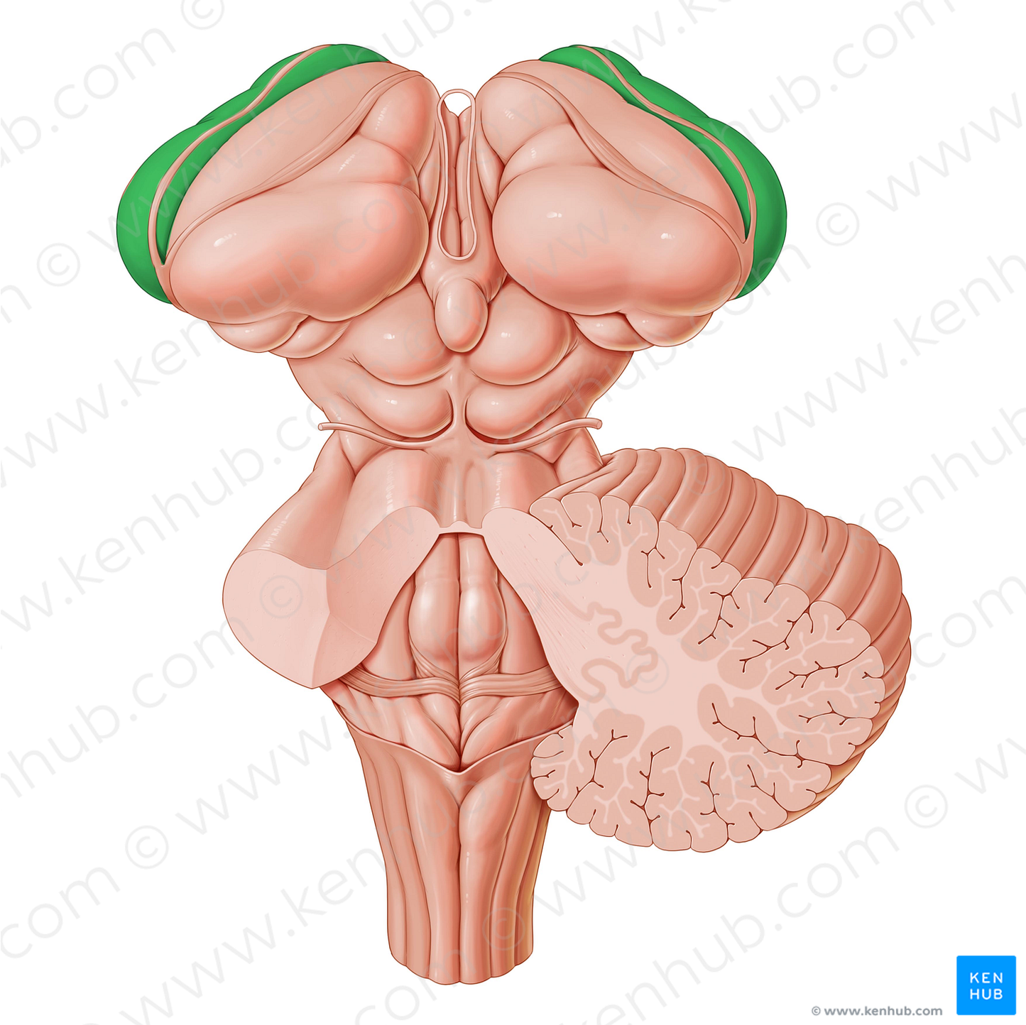 Caudate nucleus (#7174)