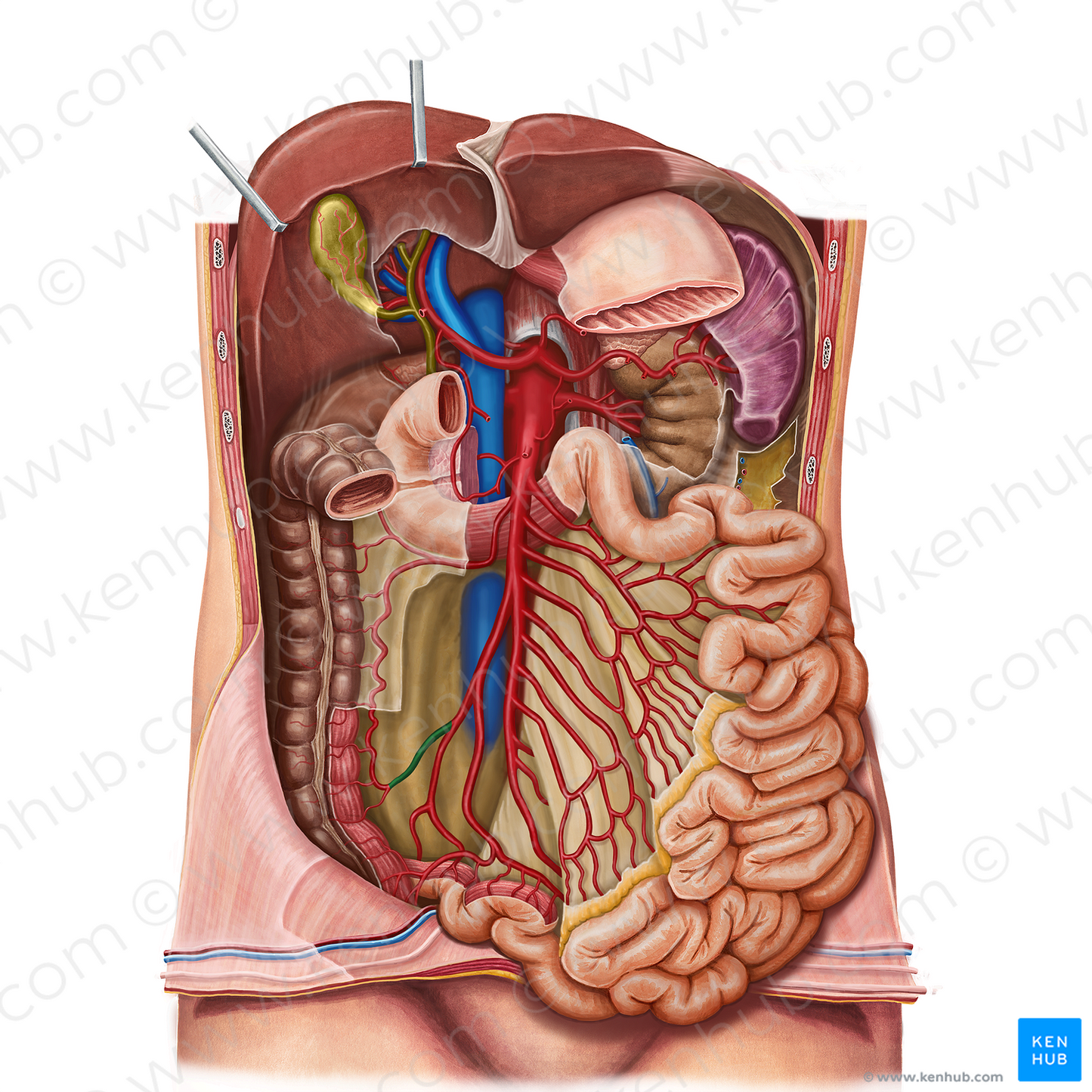 Colic branch of ileocolic artery (#8619)