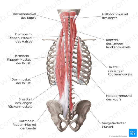 Superficial and intermediate deep back muscles (German)