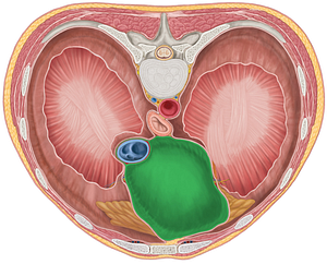 Pericardium (#7855)