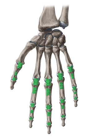 Anular ligaments of fingers (#4449)