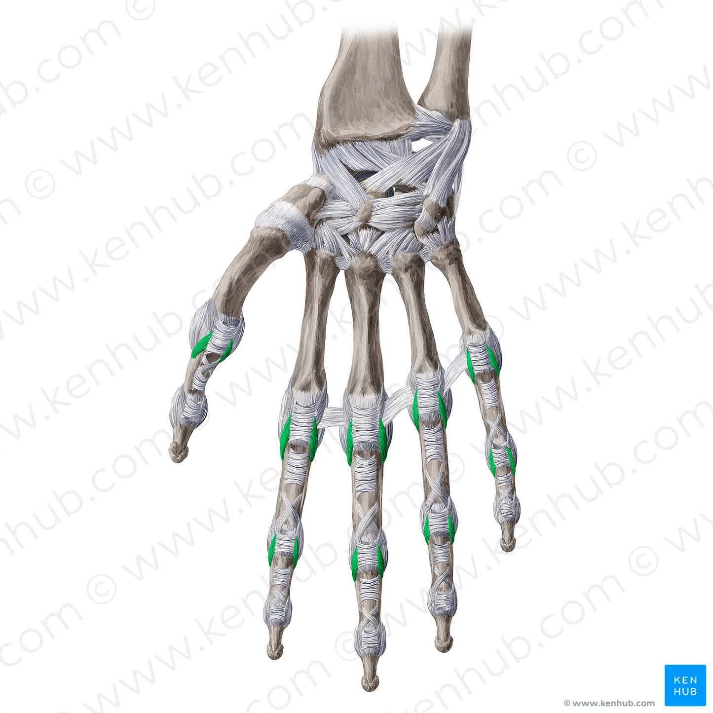 Phalangoglenoid ligaments (#20968)