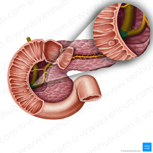 Hepatopancreatic ampulla (#13938)