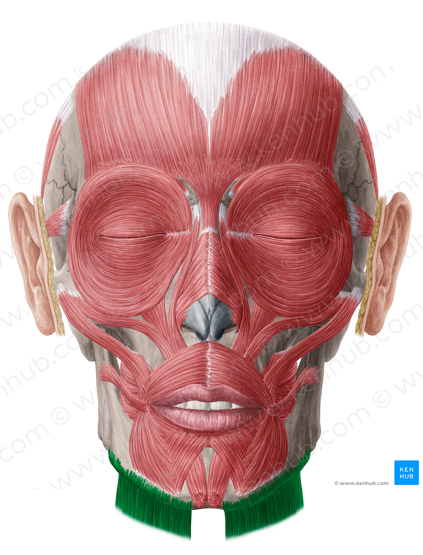 Platysma muscle (#21958)