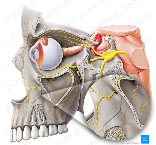Anterior superior alveolar nerve (#6309)