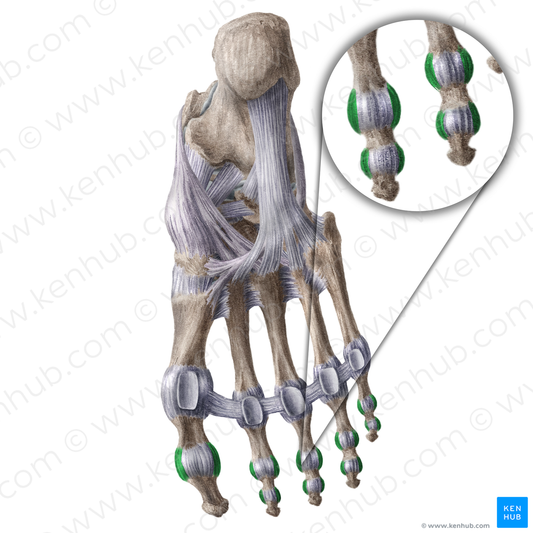Collateral ligaments of interphalangeal joints of foot (#18605)