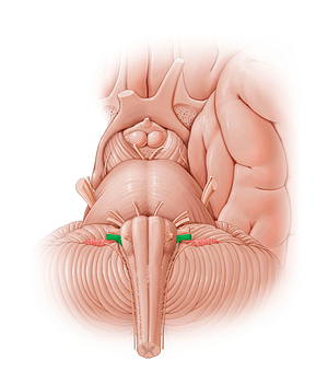 Vagus nerve (#12802)