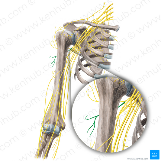 Posterior branch of axillary nerve (#21677)