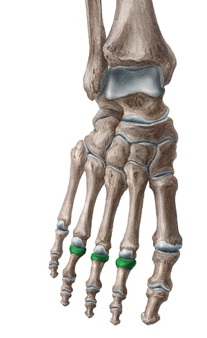 Bases of proximal phalanges of 2nd-4th toes (#2151)
