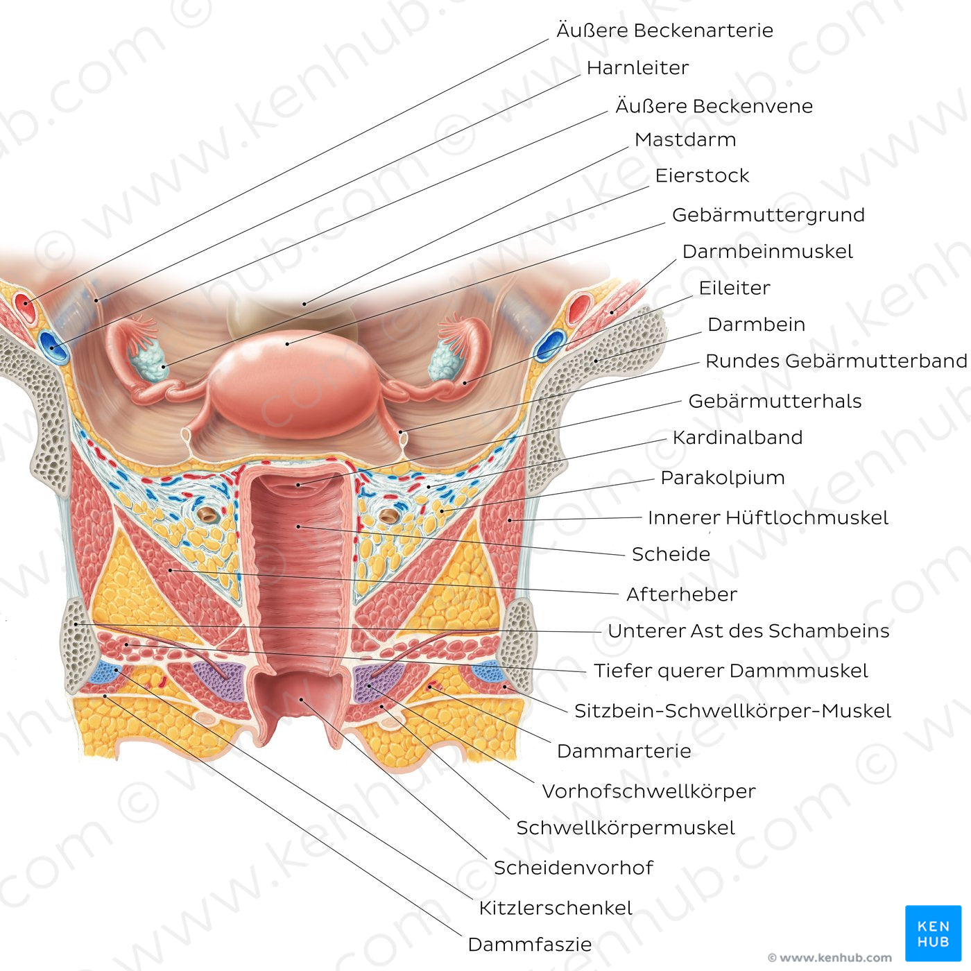 Uterus and vagina (German)