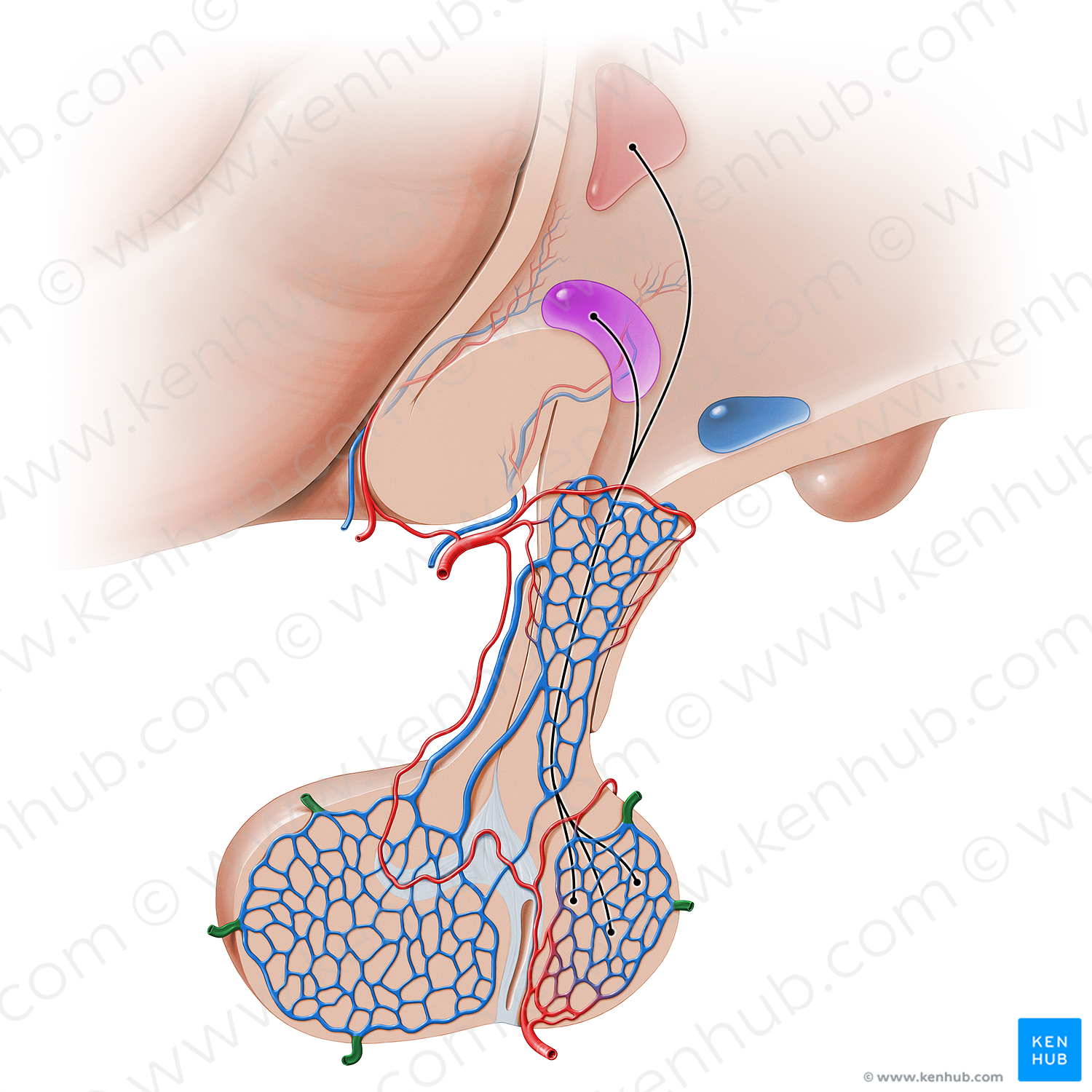 Hypophyseal veins (#16243)