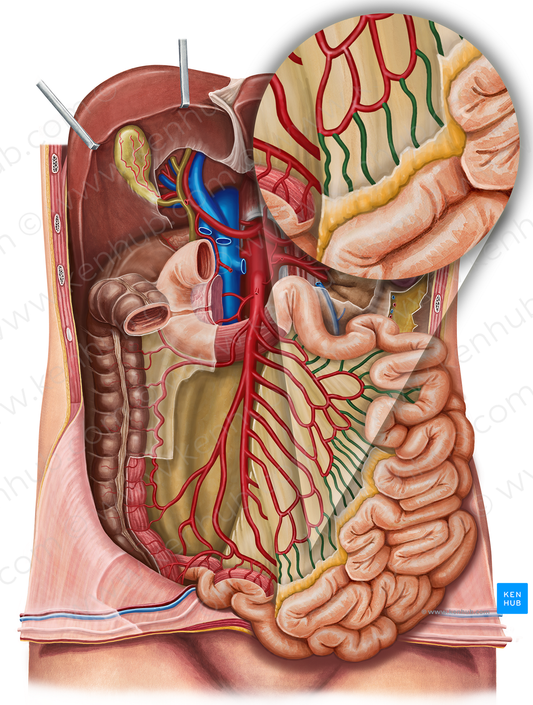 Straight arteries of small intestine (#1205)