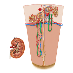 Nephron loop (#17189)