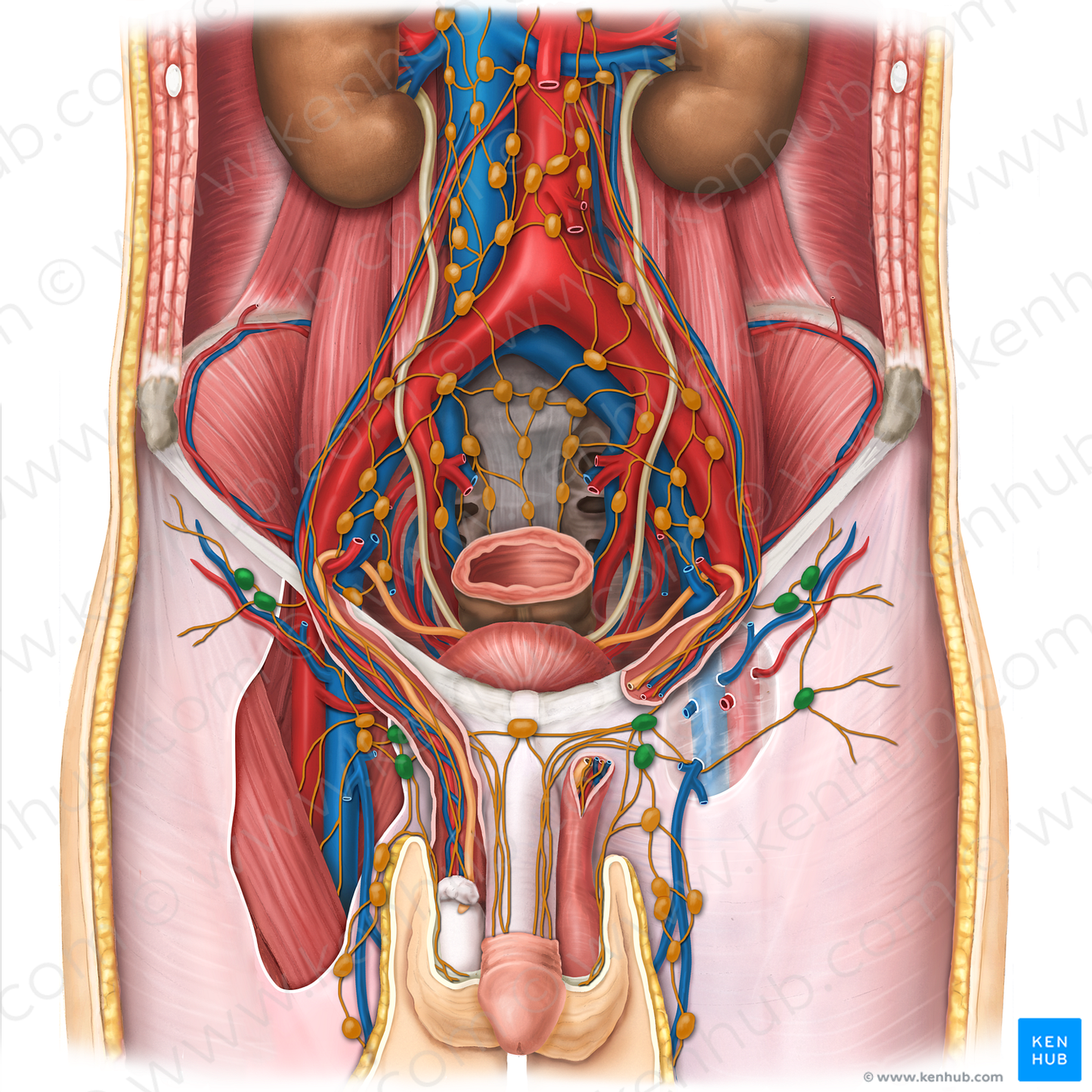 Superior superficial inguinal lymph nodes (#9518)