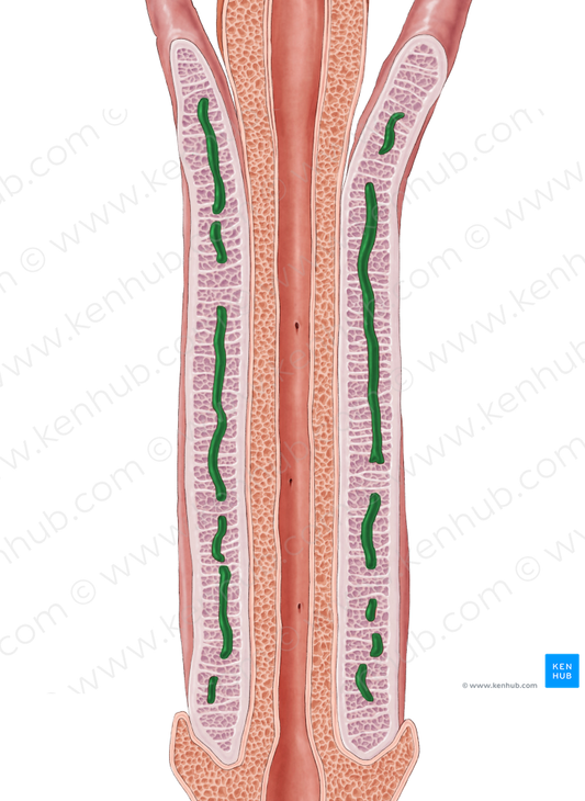 Deep artery of penis (#1662)