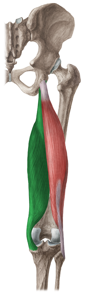 Semimembranosus muscle (#5916)